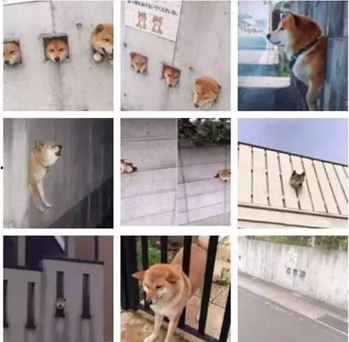 娱乐圈爆料50条狗,揭秘明星背后的狗血故事